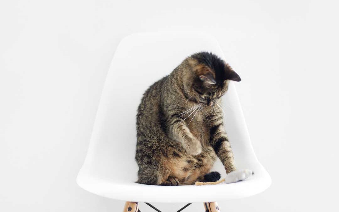 Curabitur non nulla sit amet nisl tempus convallis quis ac lectus.