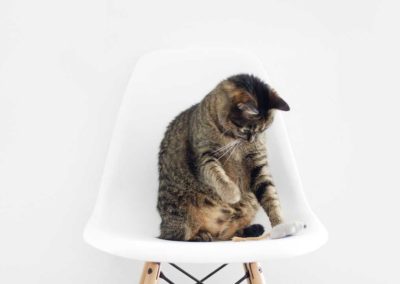 Curabitur non nulla sit amet nisl tempus convallis quis ac lectus.